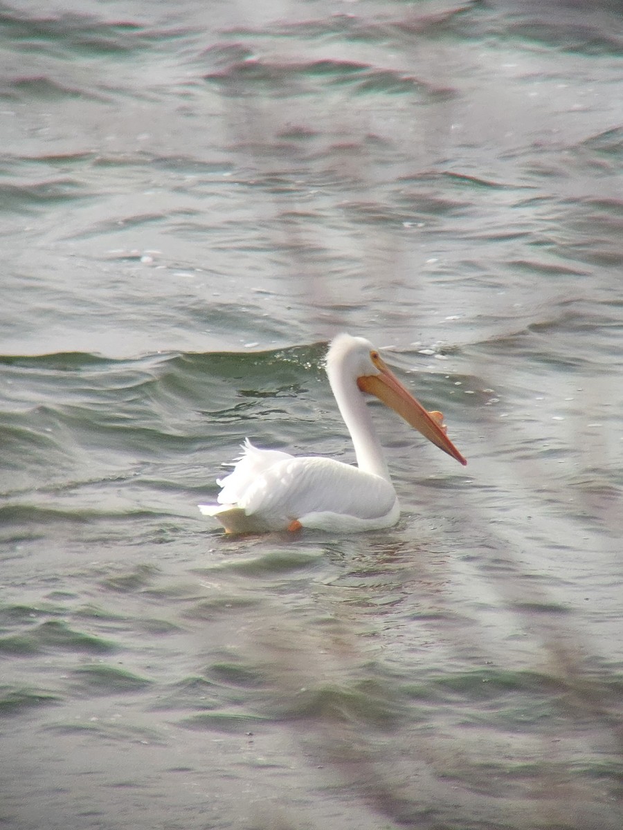 American White Pelican - ML632365518