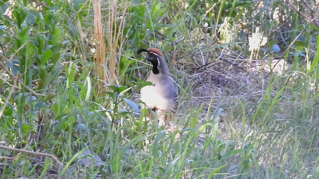 Gambel's Quail - ML632365575