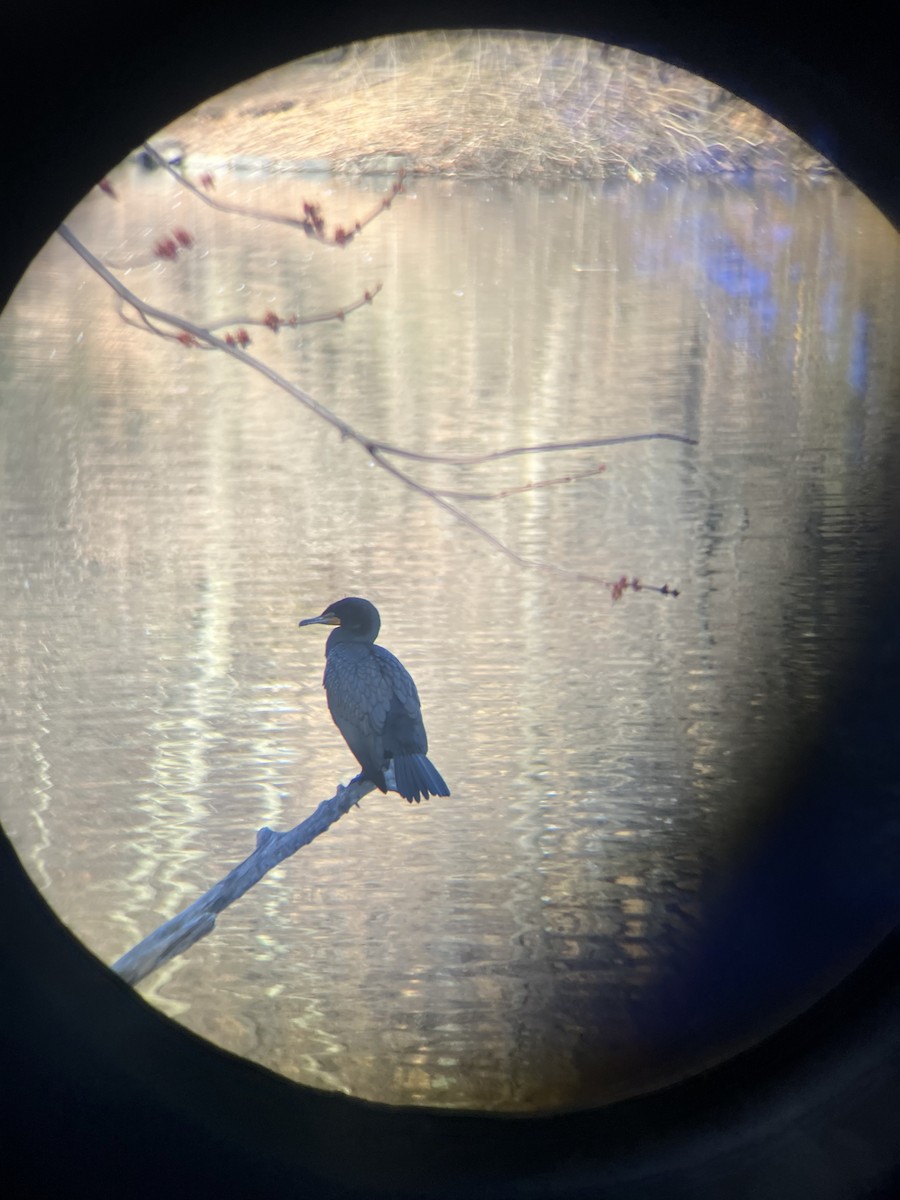 Double-crested Cormorant - ML632365583