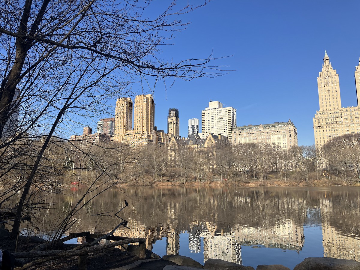 Double-crested Cormorant - ML632365584