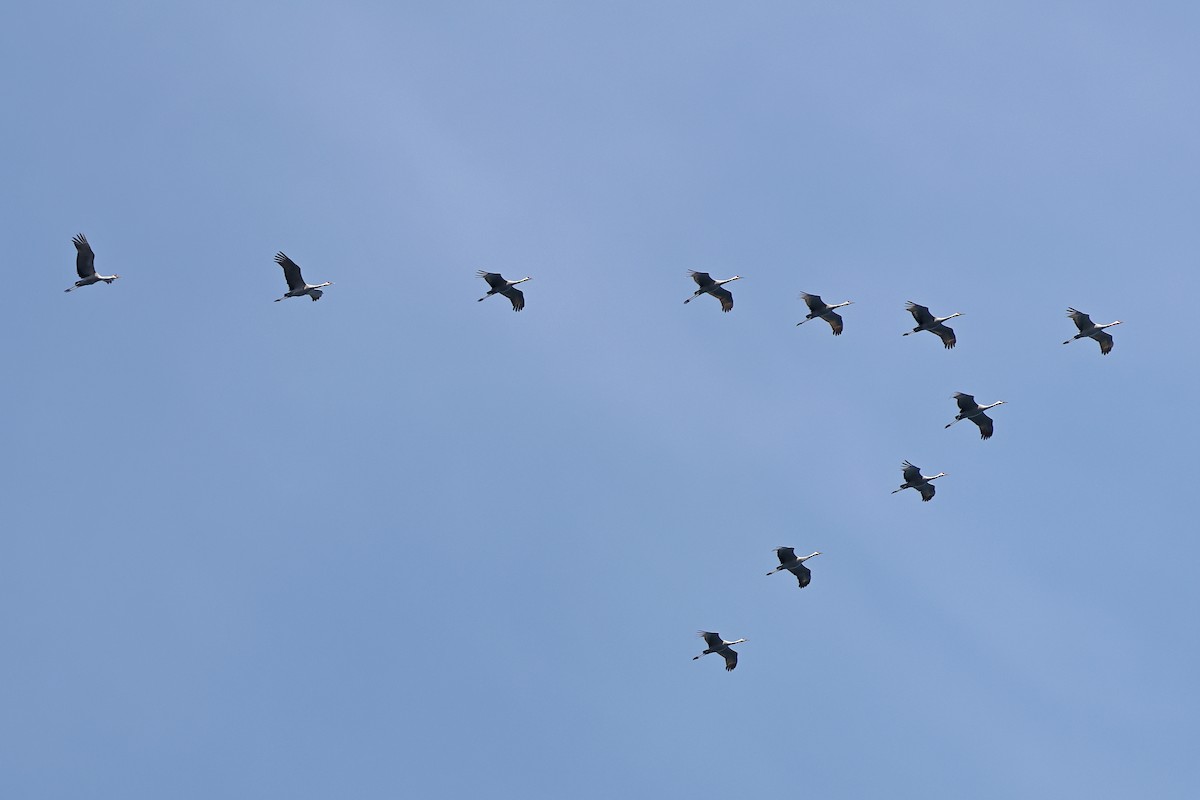 Sandhill Crane (Greater) - ML632365600