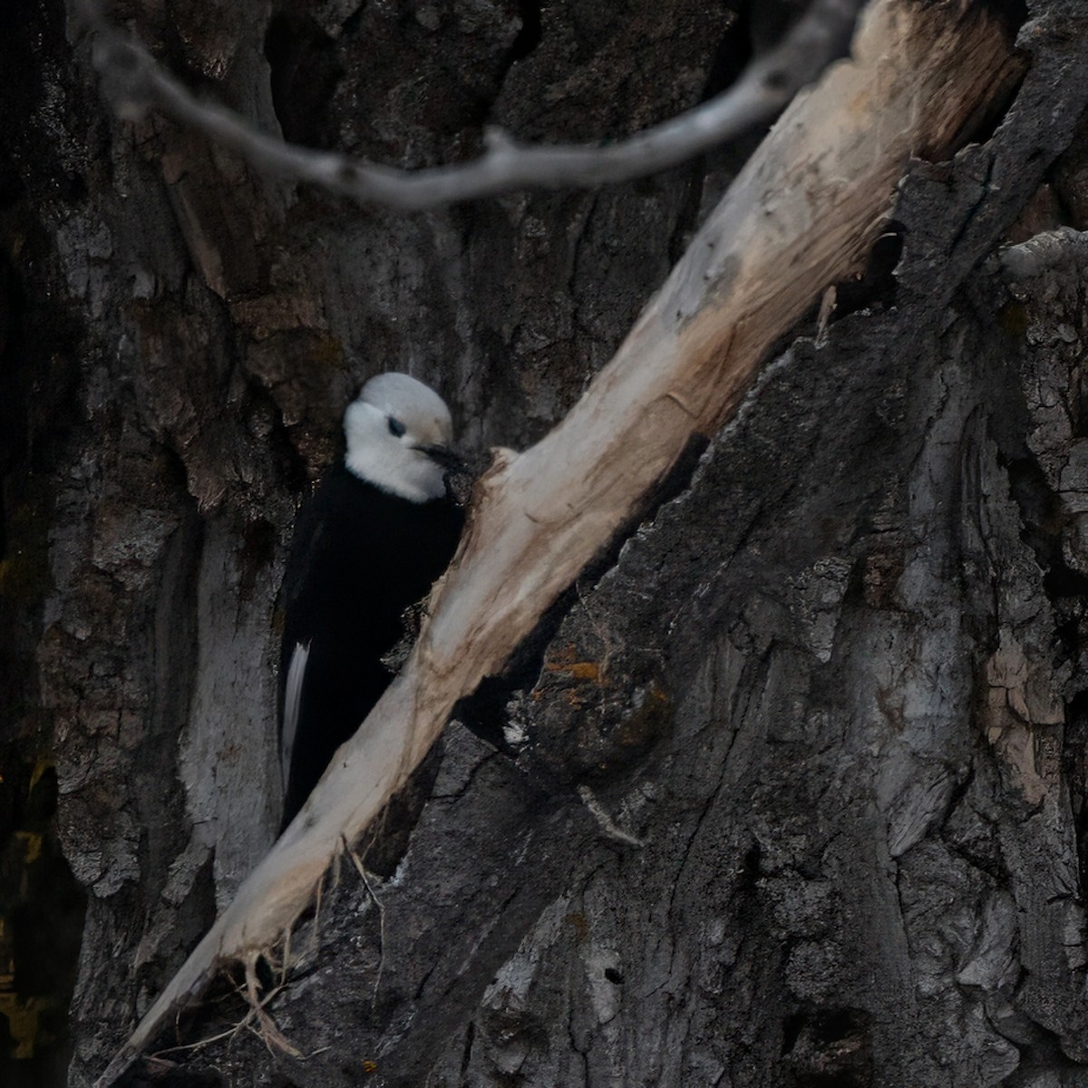 White-headed Woodpecker - ML632365624
