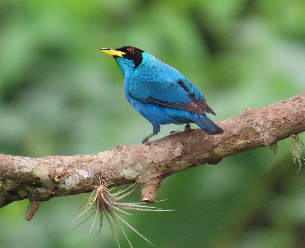 Green Honeycreeper - ML632365643