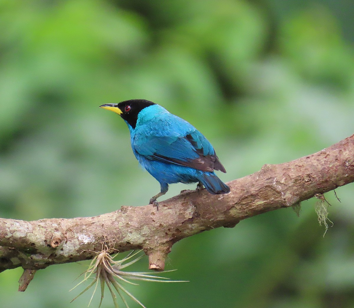 Green Honeycreeper - ML632365655