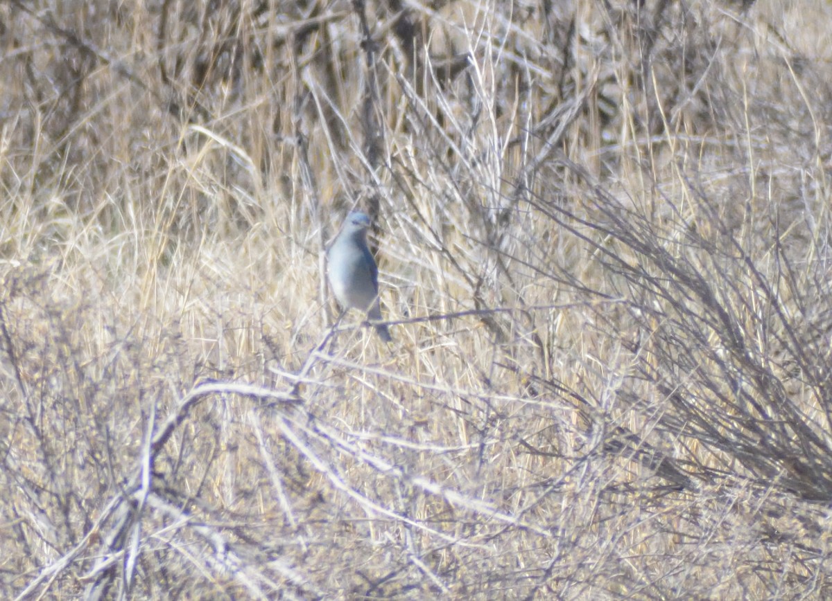 Mountain Bluebird - ML632365911