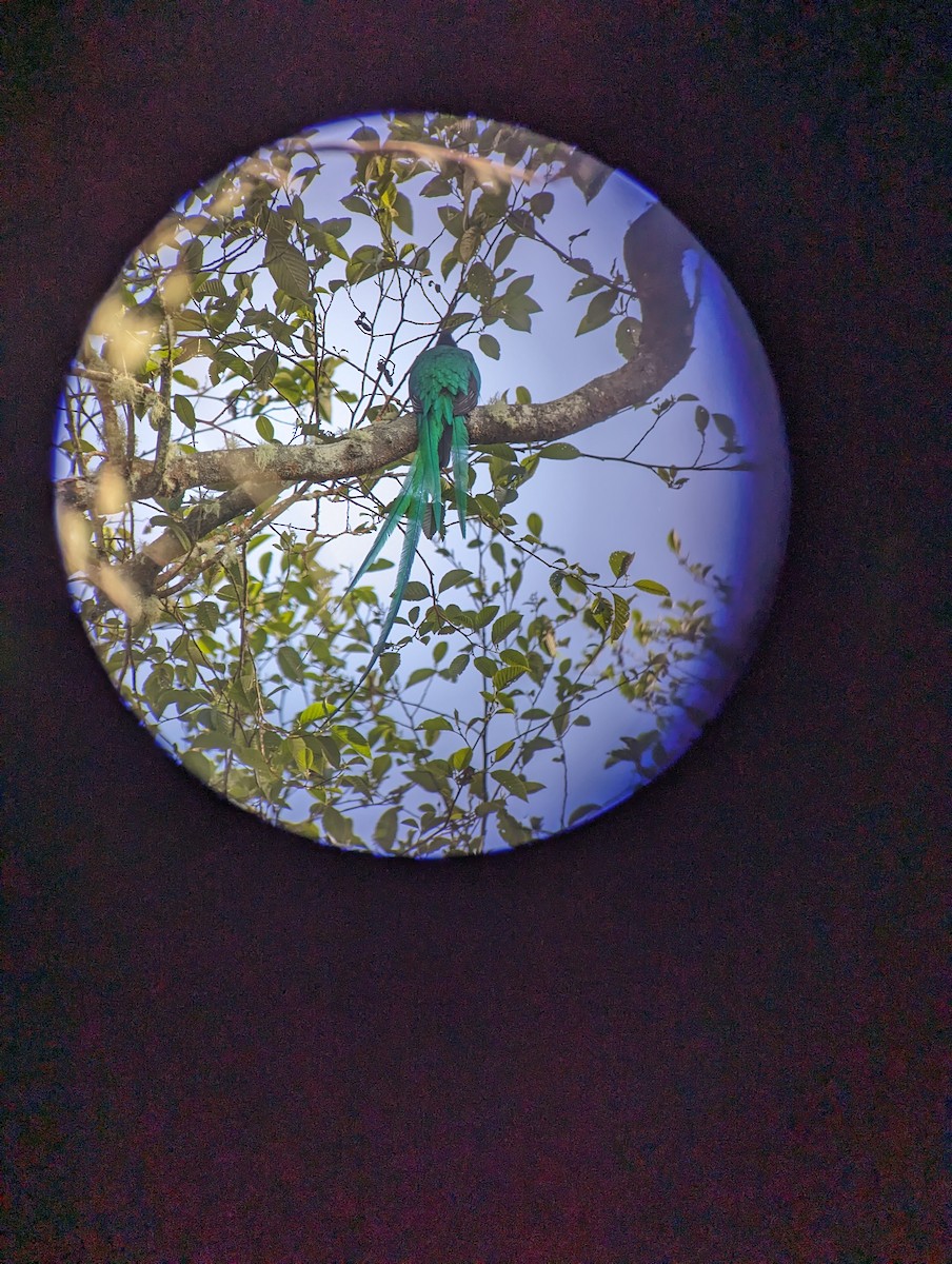 Resplendent Quetzal - ML632365933