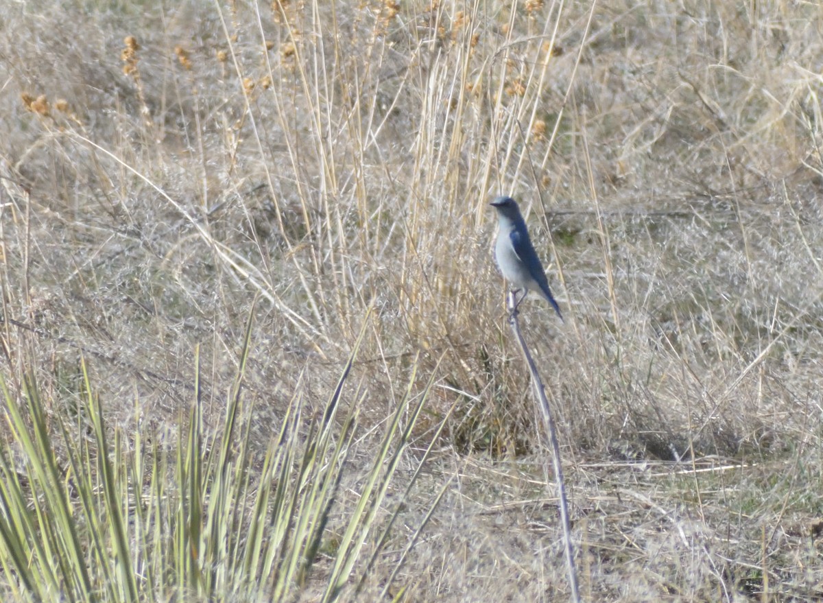 Mountain Bluebird - ML632366004