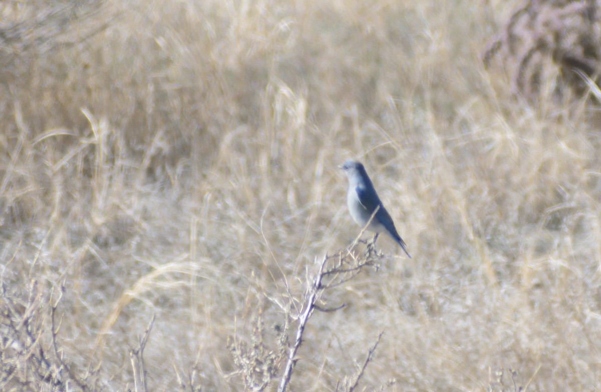 Mountain Bluebird - ML632366006