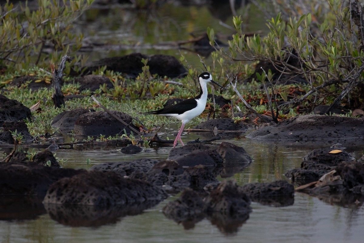 Black-necked Stilt - ML632366038