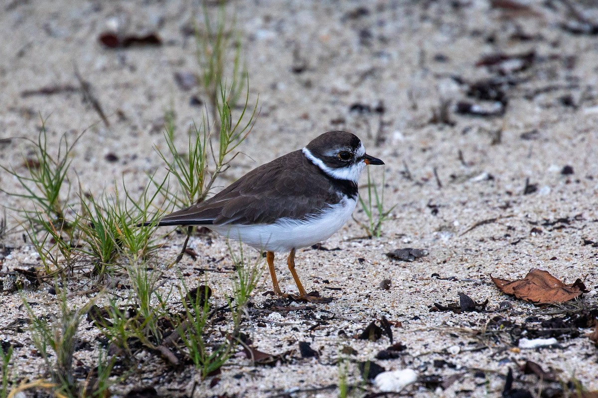 Semipalmated Plover - ML632366044
