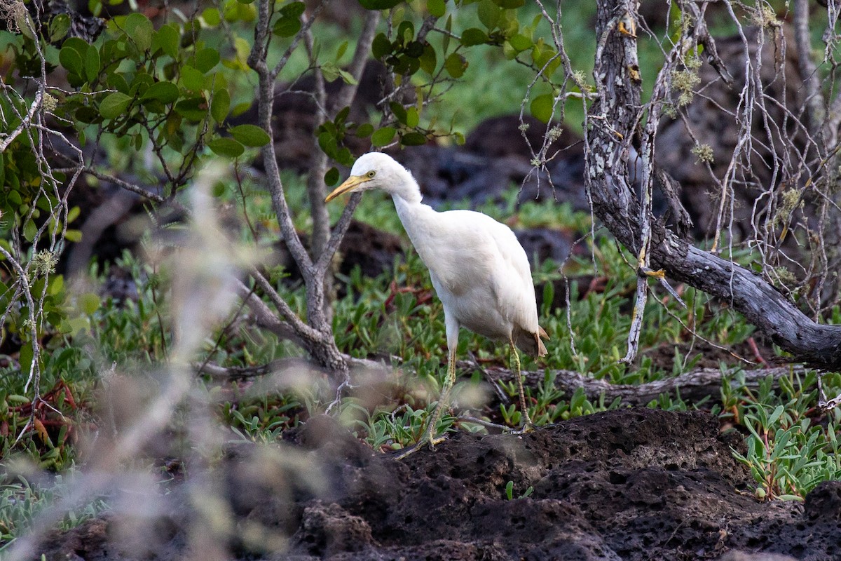 Western Cattle-Egret - ML632366058