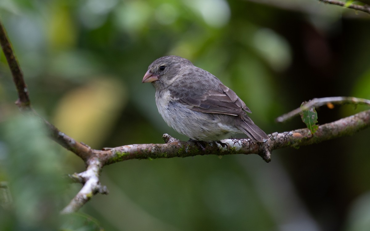 Small Tree-Finch - ML632366071