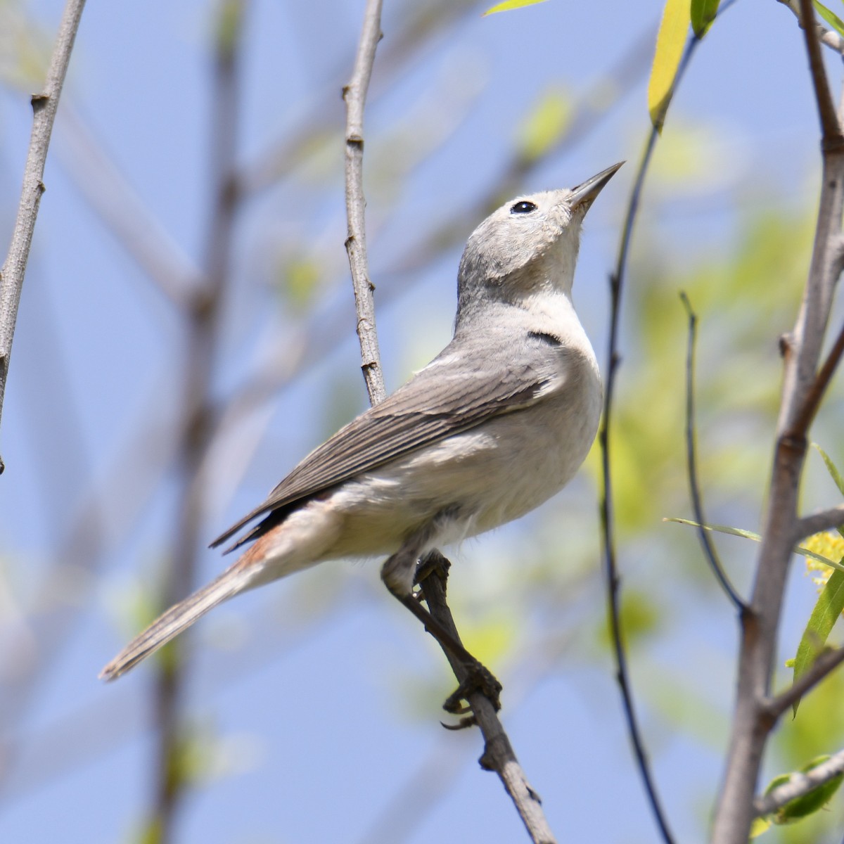 Lucy's Warbler - ML632366084