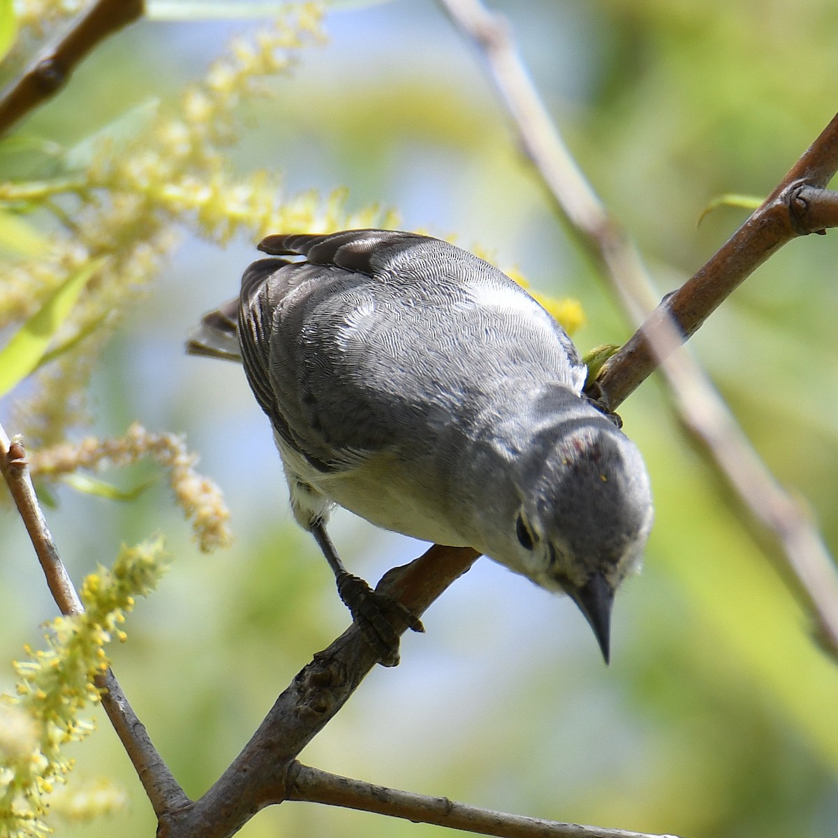 Lucy's Warbler - ML632366091