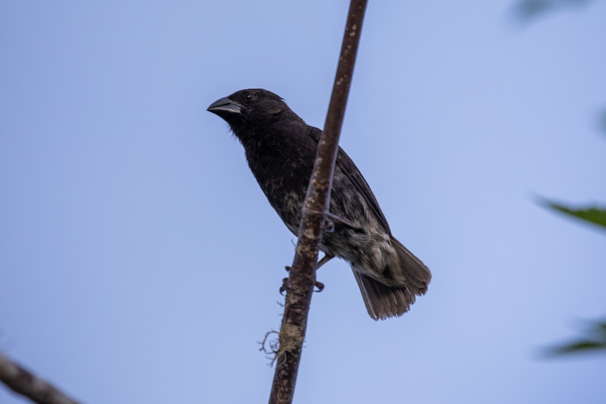 Medium Ground-Finch - ML632366092