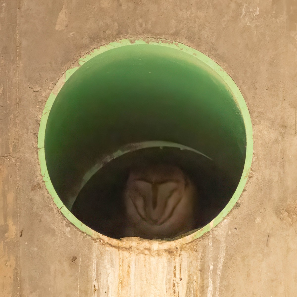American Barn Owl - ML632366129