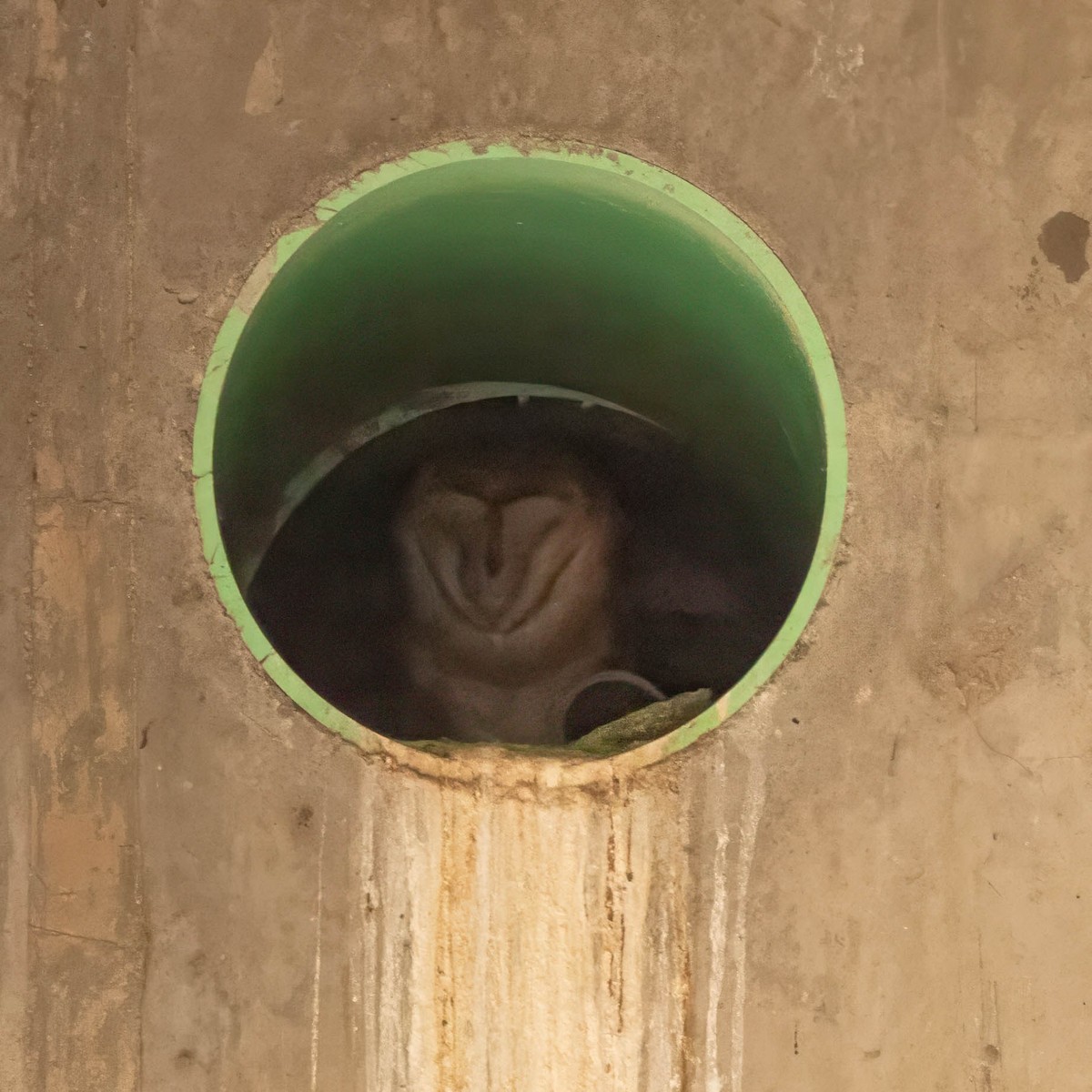 American Barn Owl - ML632366130
