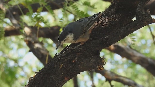 White-breasted Nuthatch (Interior West) - ML632366227