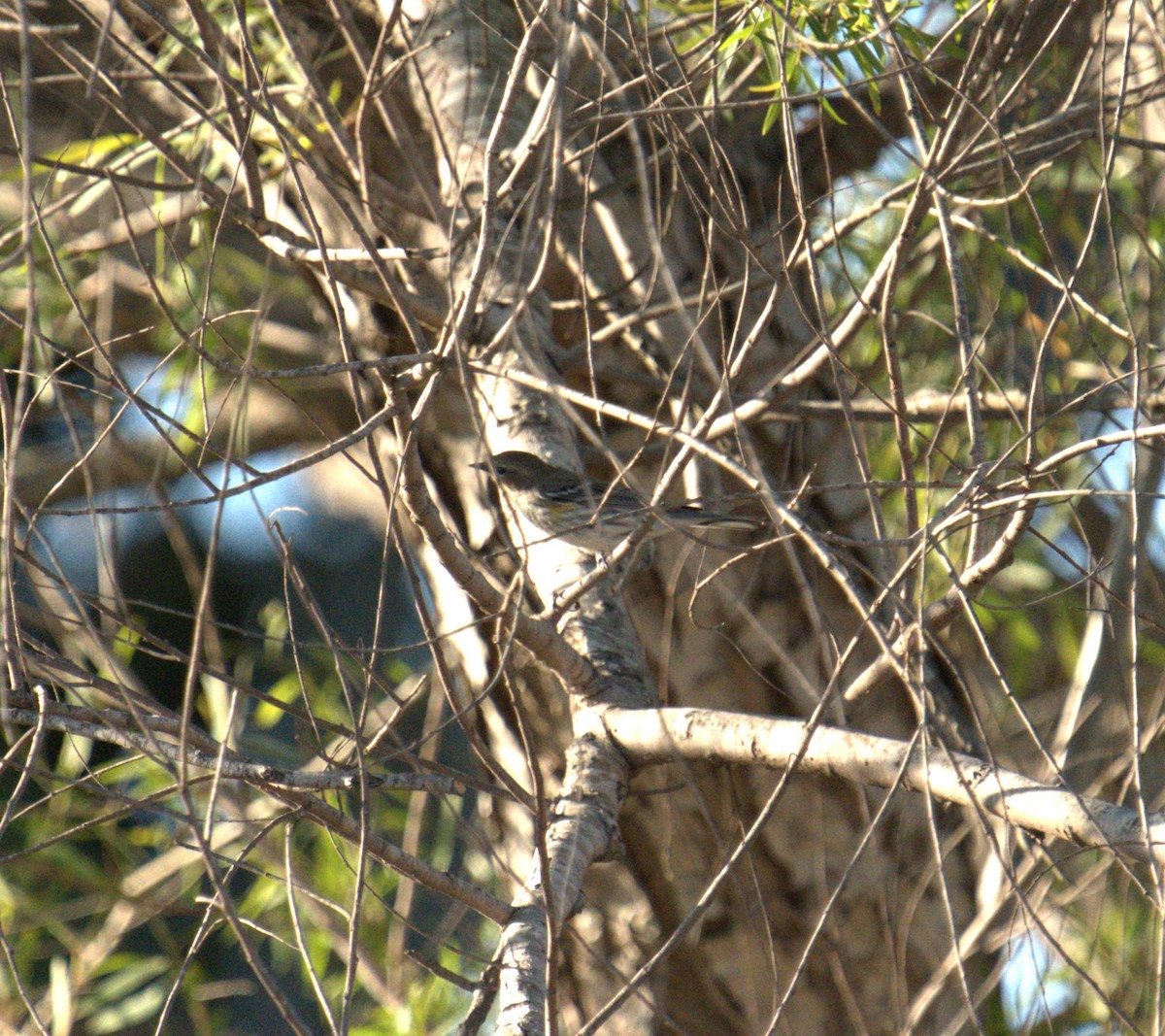 Yellow-rumped Warbler - ML632366471