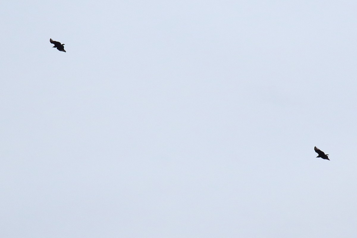 Black Vulture - ML632366476