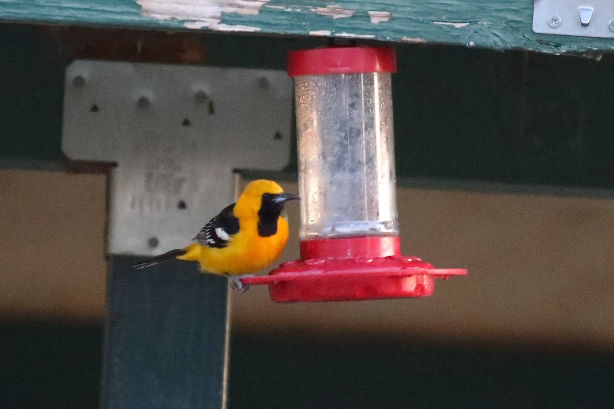 Hooded Oriole - ML632366503