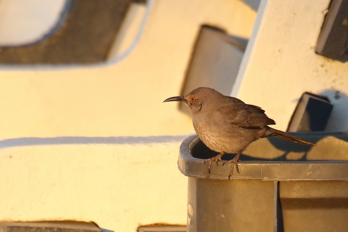 Curve-billed Thrasher - ML632366505