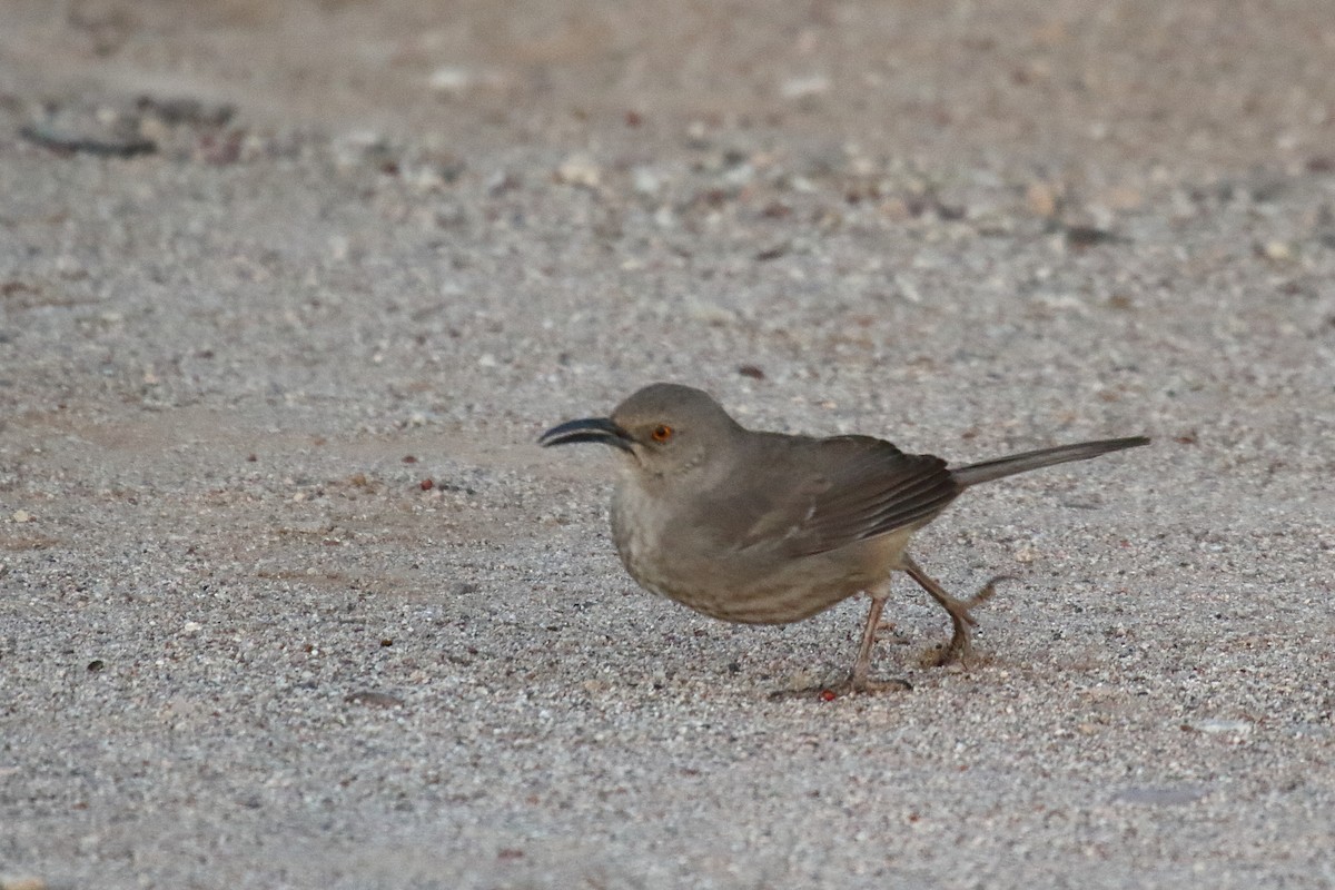 Curve-billed Thrasher - ML632366516