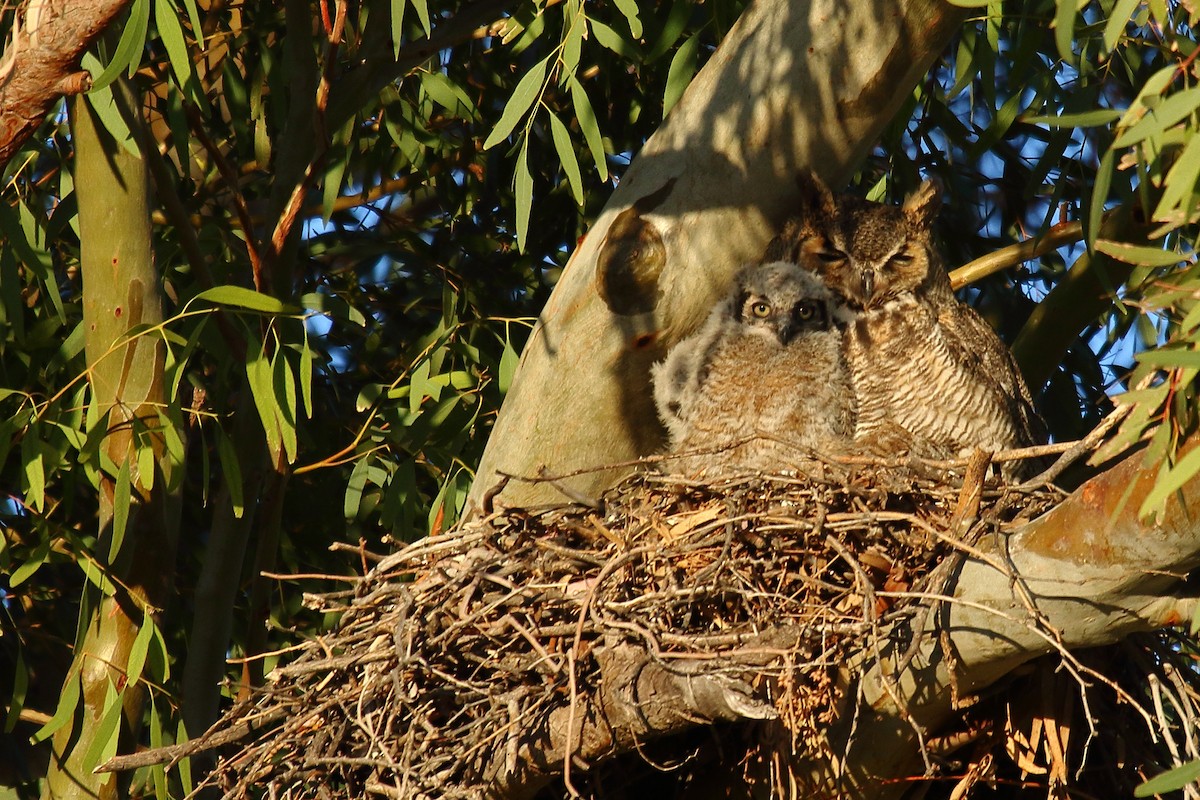 Great Horned Owl - ML632366536