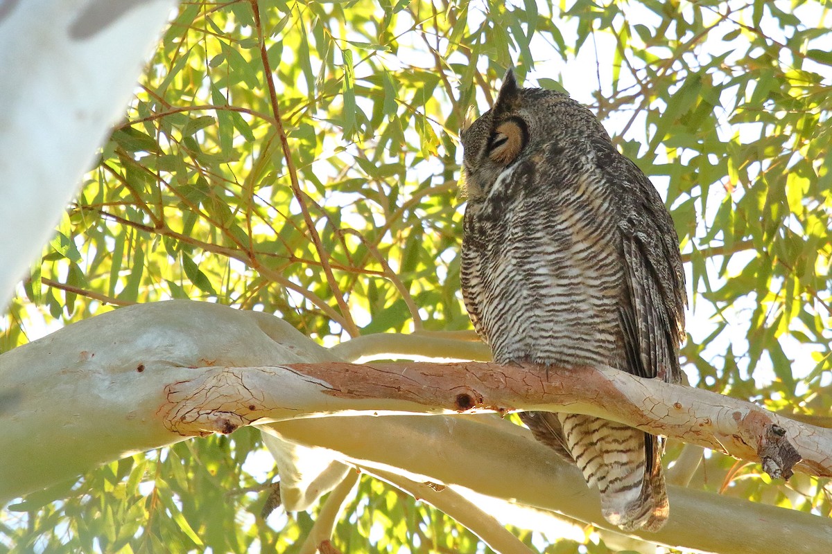 Great Horned Owl - ML632366537