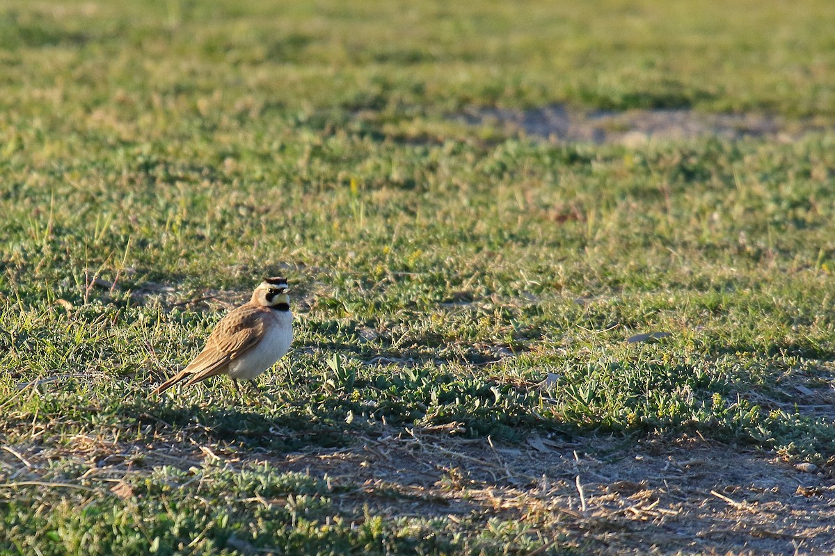 Horned Lark - ML632366543