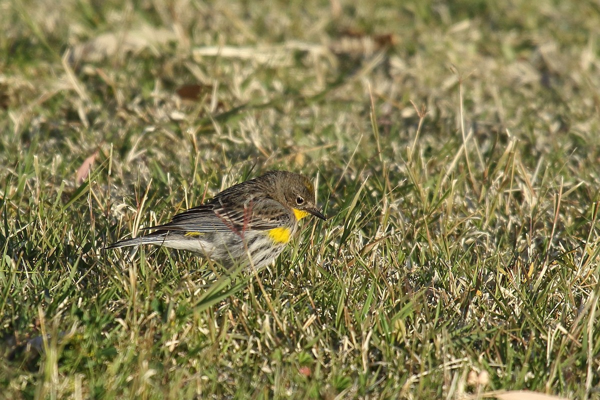Yellow-rumped Warbler (Audubon's) - ML632366555