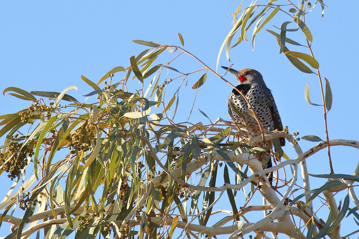 Gilded Flicker - ML632366566
