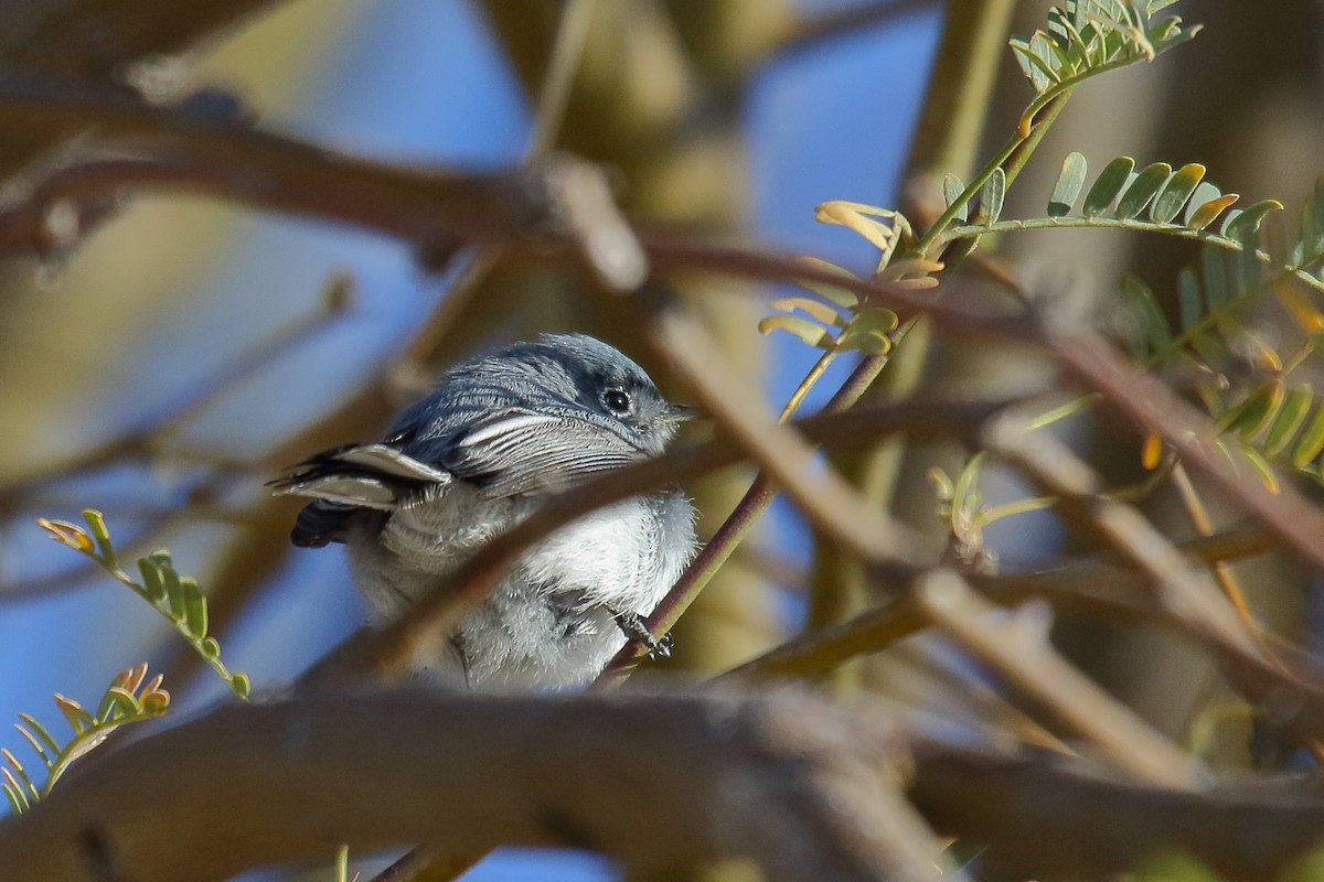 Blue-gray Gnatcatcher - ML632366584
