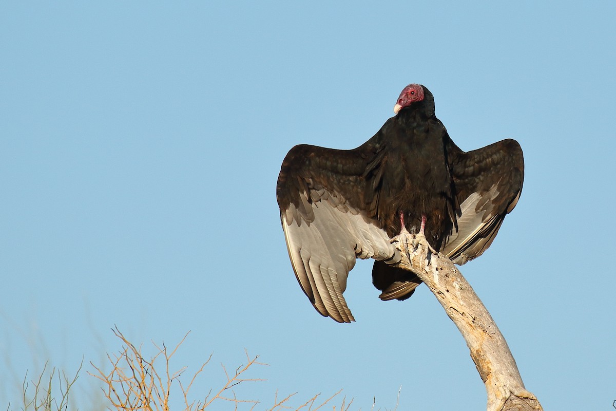 Turkey Vulture - ML632366594