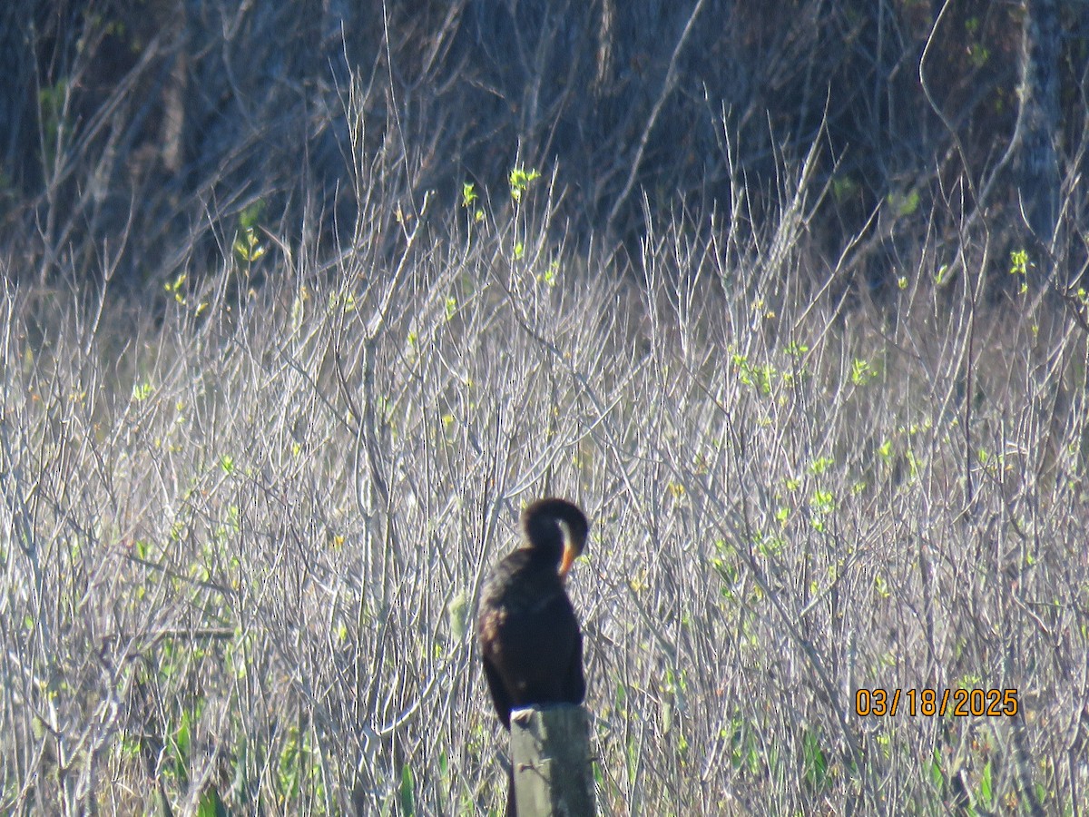 Anhinga - ML632366617