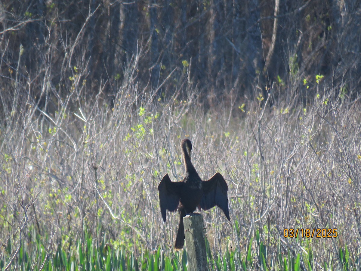 Anhinga - ML632366618