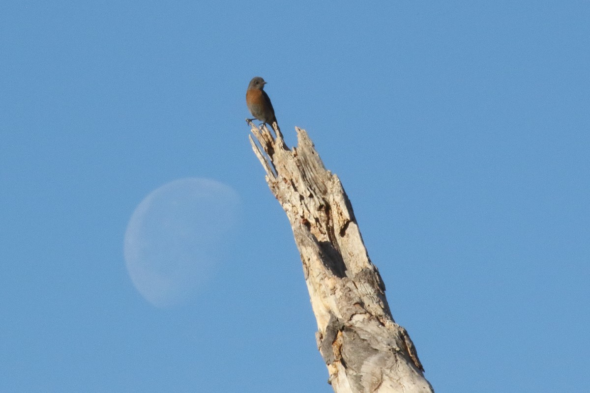 Western Bluebird - ML632366629