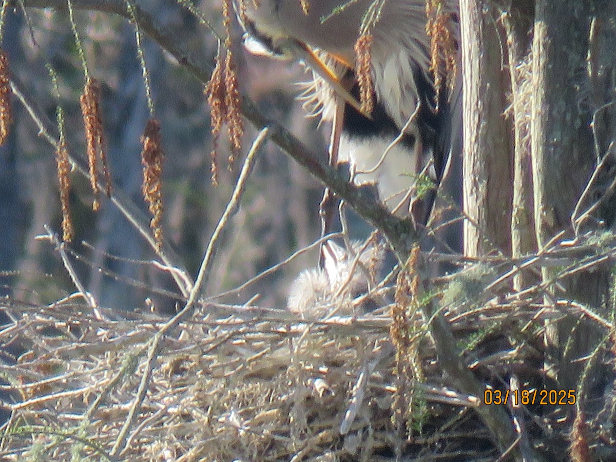 Great Blue Heron - ML632366679