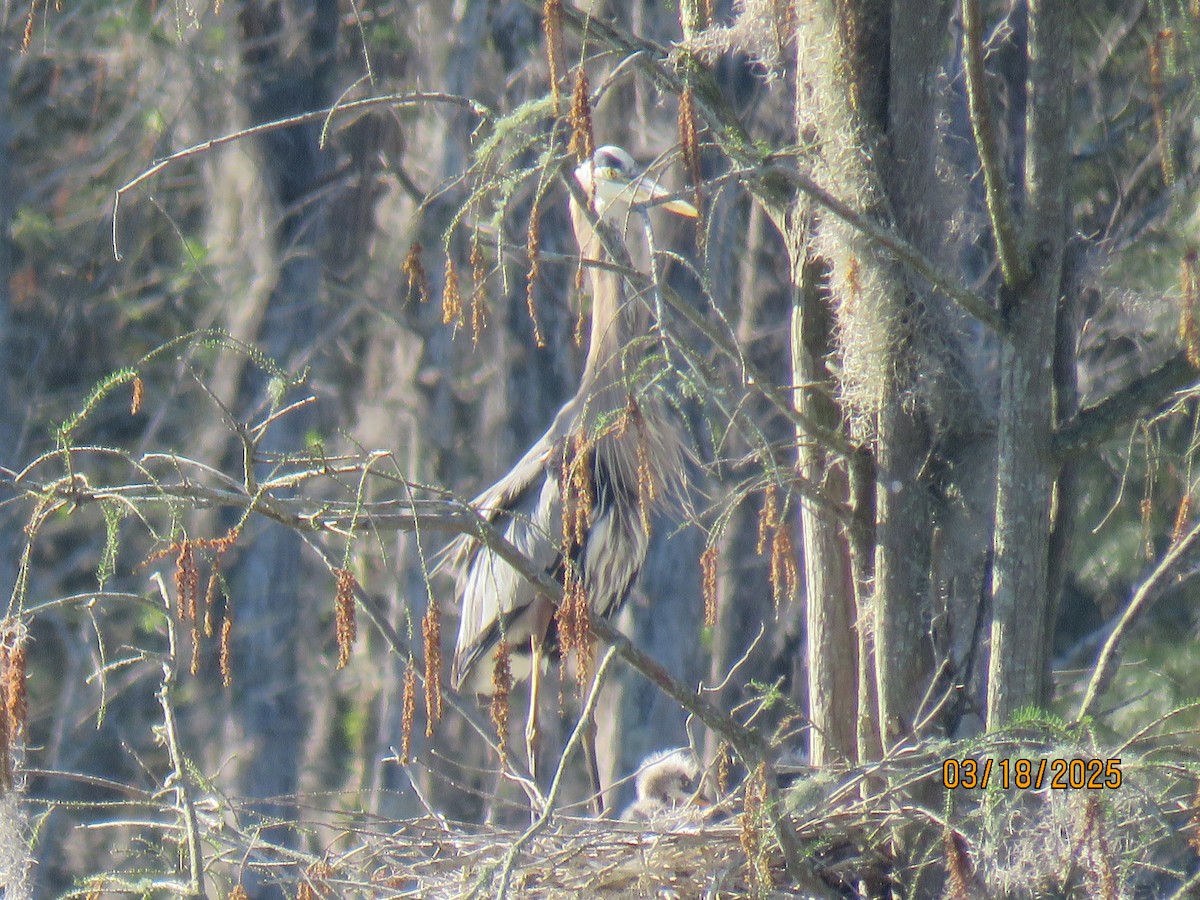 Great Blue Heron - ML632366681