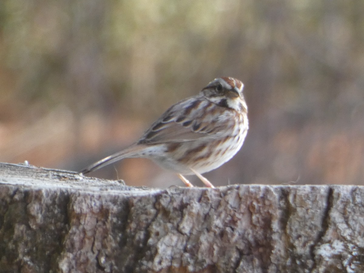Song Sparrow - Tom Wheatley