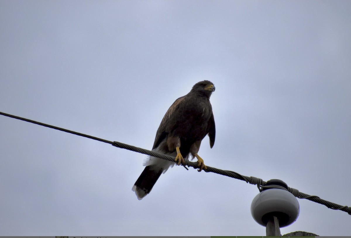 Harris's Hawk - ML632367095