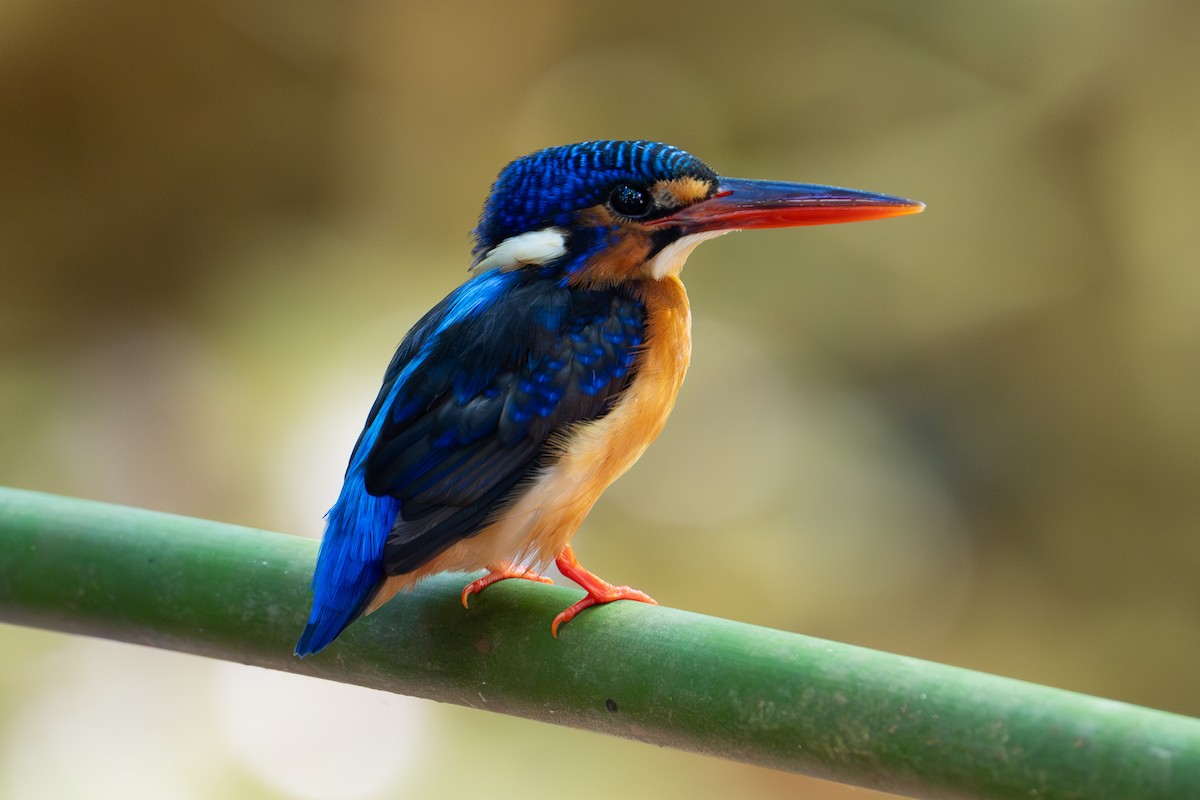 Blue-eared Kingfisher - ML632367374