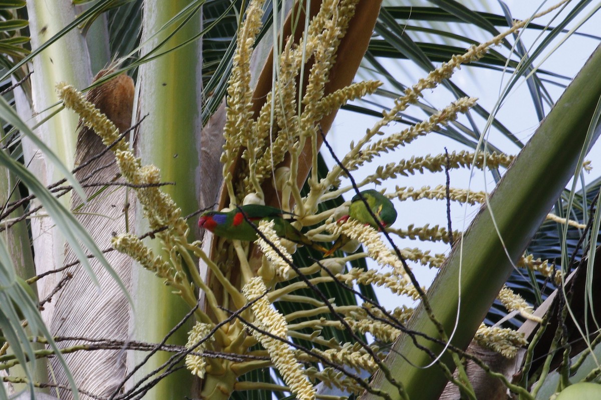 Red-flanked Lorikeet - ML632367877