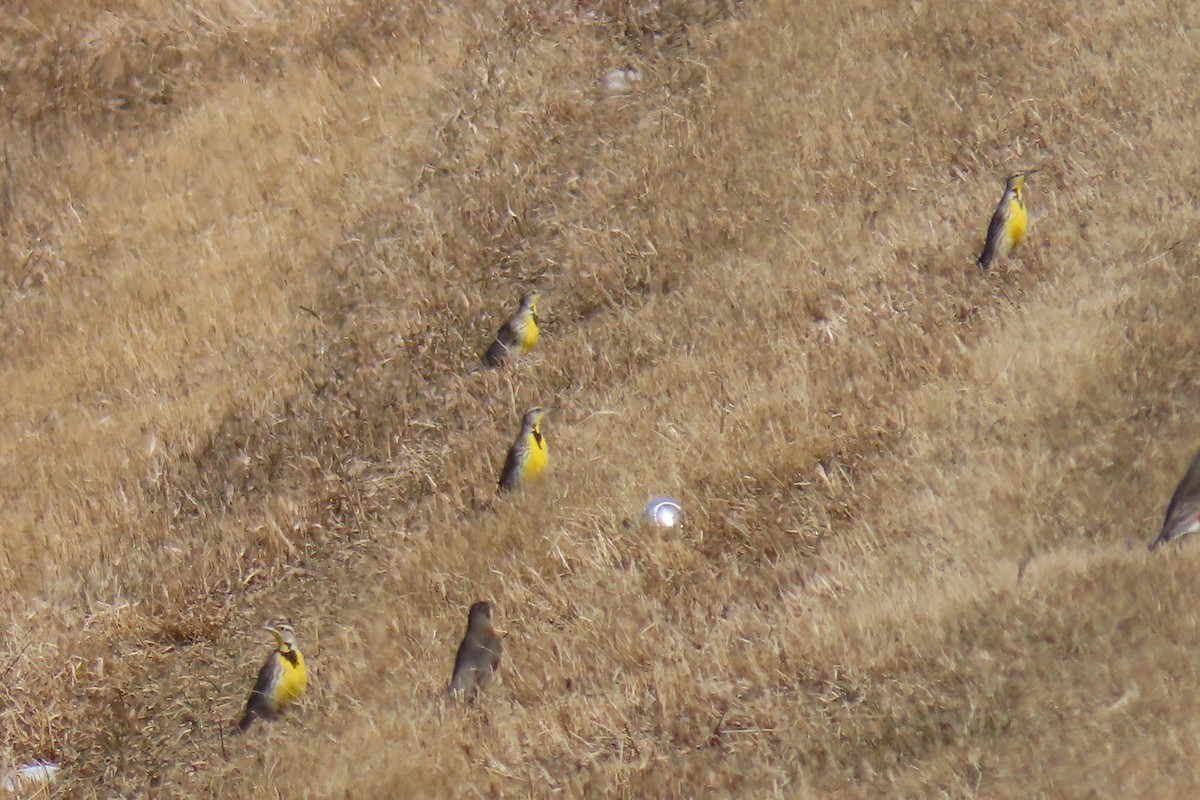 Western Meadowlark - ML632367904