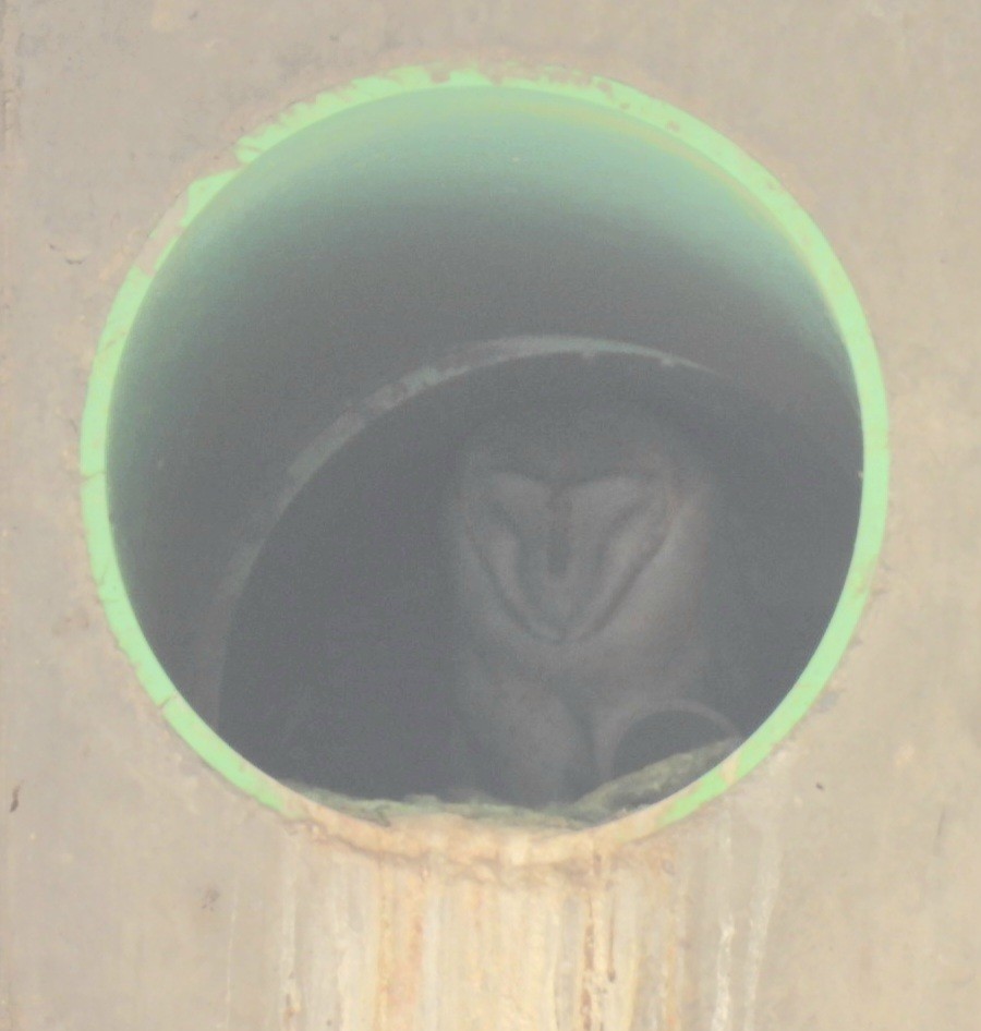 American Barn Owl - ML632367922