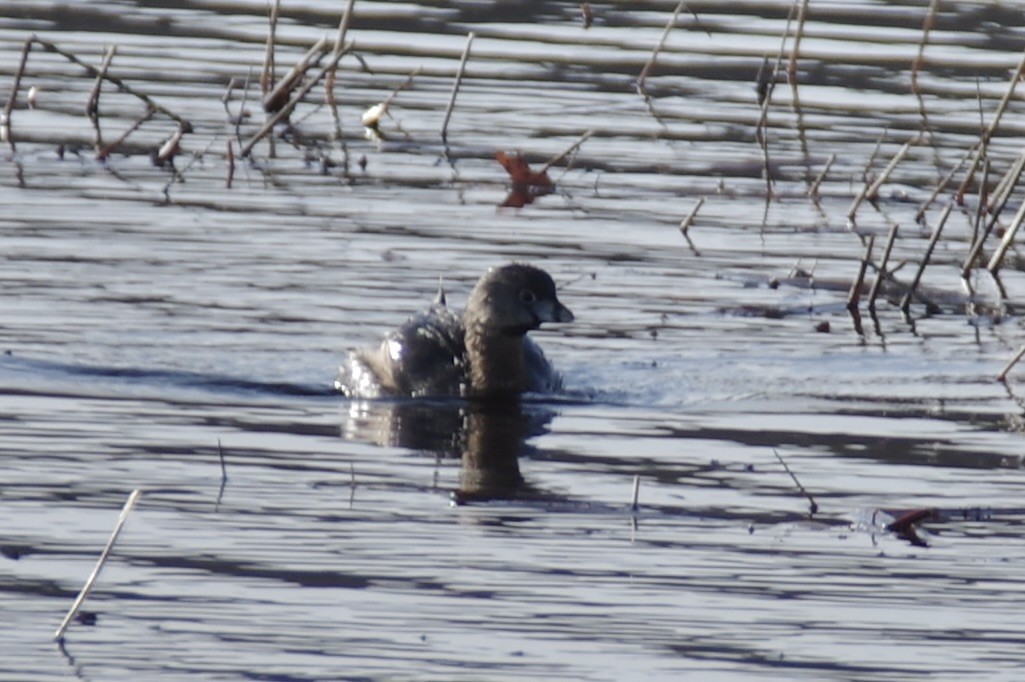 Pied-billed Grebe - ML632367960