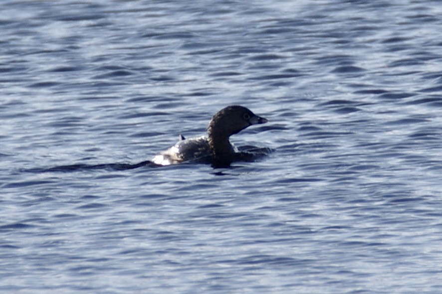 Pied-billed Grebe - ML632367961