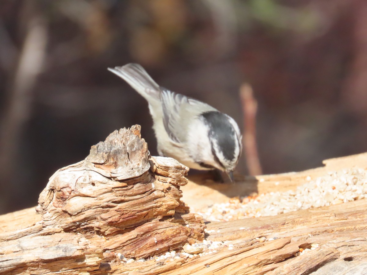 Mountain Chickadee - ML632368066