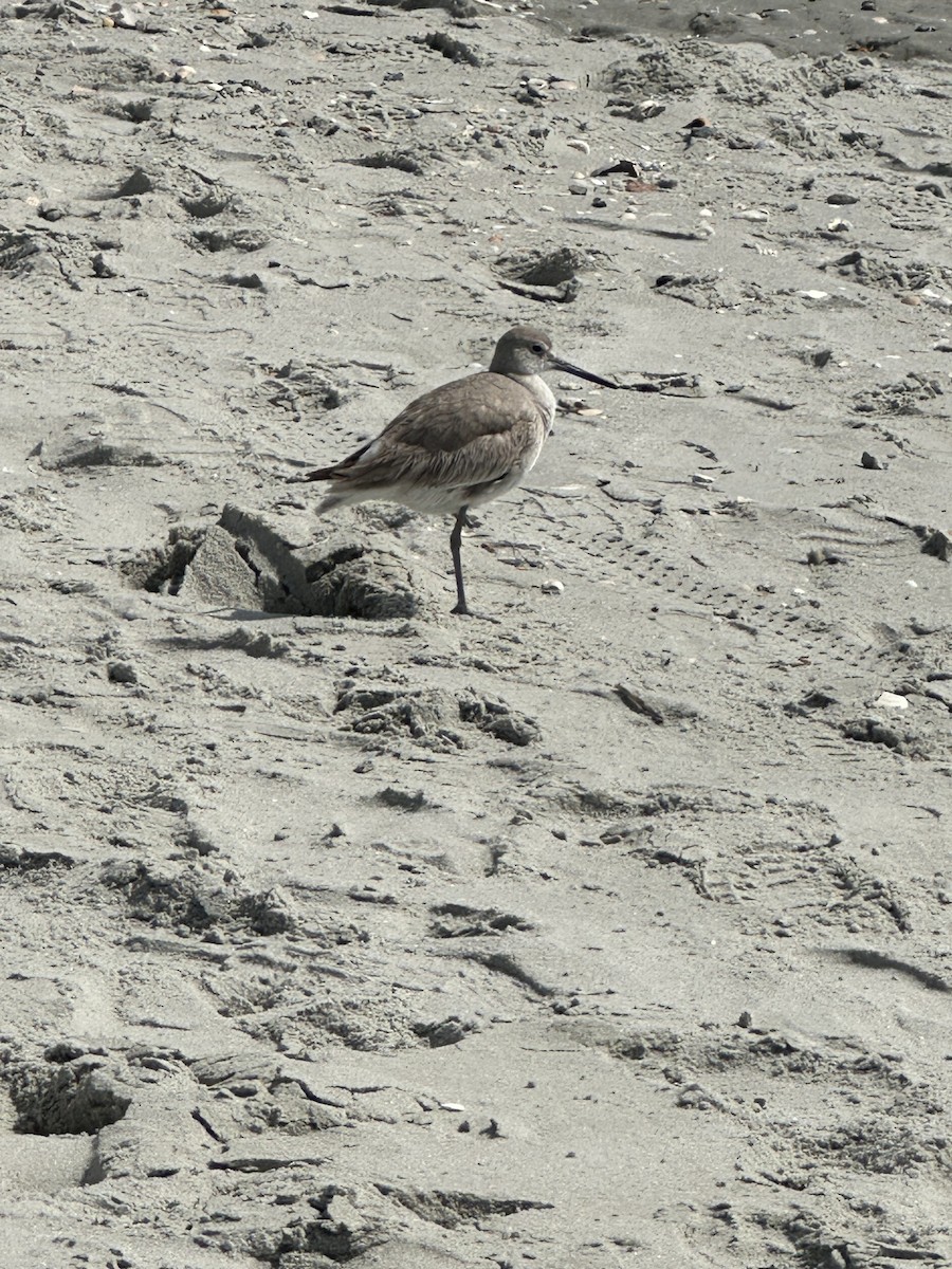 vodouš břehoušovitý - ML632368122