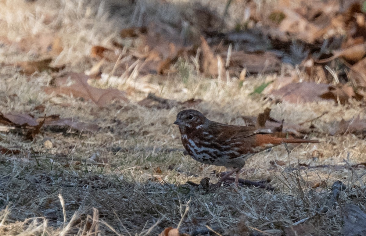 Fox Sparrow - ML632368154